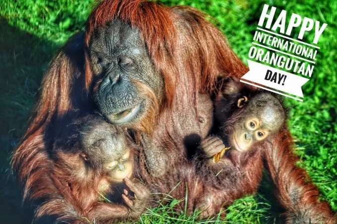 Photo of a mother Orangutan and her two babies.  Copyright Rachel Anthony-Rowlands 2023